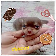 ชิวาวาสีชอคโกแลตขนสั้นเพศเมียสุดน่ารัก