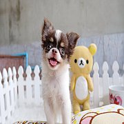 ★^-^*★ WWW.WOWWCHIHUAHUA.COM ★^-^*★." น้องกระติ๊บ" ชิวาวาเพศเมีย ขนยาว...