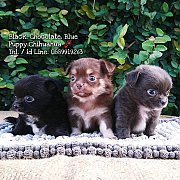 ชิวาวา ขนยาว ตัวเล็ก น่ารัก สีสวย 
