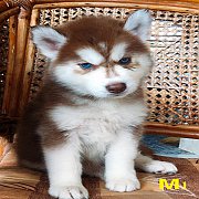 ไซบีเรียนฮักกี้ เพศผู้ สีคอป น่ารัก แข็งแรง พร้อมจัดส่งฟรี