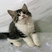 สก็อตทิช พร้อมย้ายบ้านค่ะ