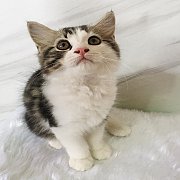 (พร้อมย้ายบ้านค่ะ) สก็อตทิชlสุดน่ารัก 