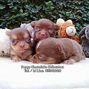 ชิวาวา ขนยาว ตัวเล็ก น่ารัก สีช็อคโกแลต