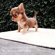 ชิวาวา ขนยาว ตัวเล็ก น่ารัก สีช็อคโกแลต 