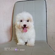 พุดเดิ้ลทอย จัดส่ง  ขายแล้ว