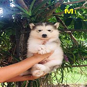 น้องหมาไซบีเรียน เพศผู้ 2 เมีย 3 น่าตาน่ารัก สุขภาพแข็งแรง ราคาไม่แพง พร้อมจัดส่...