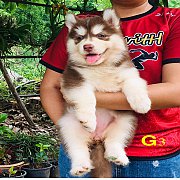 น้องหมาไซบีเรียน เพศผู้ 2 เมีย 3 น่ารัก แข็งแรง ราคาไม่แพง พร้อมจัดส่งต่างจังหวั...