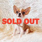 LITTLE DOG'S FARM : จองแล้วค่ะ!!! สาวชิวาวาขนสั้น สีขาว-น้ำตาล หน้าสวยๆหวานๆจ้า