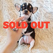 LITTLE DOG'S FARM : จองแล้วค่ะ!! ชิวาวาขนสั้น สีแฟนซีสามสี มาร์คกิ้งสวย  หน้าสวย...