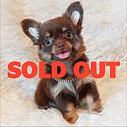 LITTLE DOG'S FARM : ย้ายบ้านแล้วค่ะ ชิวาวาสีชอคโกแลตแอนด์แทน ตัวเล็กๆ ขนแน่น หน้...