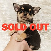 LITTLE DOG'S FARM : จองแล้วค่ะ ชิวาวาขนยาว สีแบล็คแอนด์แทน น่ารักๆจ้า