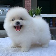 (ปิดการขายน้องได้บ้านใหม่แล้วค่ะ)ปอมเพศผู้ ขาว-ครีม น่ารักๆ