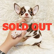 LITTLE DOG'S FARM : ย้ายบ้านแล้วค่ะ ชิวาวาขนสั้น สีแฟนซีขาว-ชอคโกแลต หน้าสวยๆ น่...