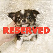 LITTLE DOG'S FARM : ย้ายบ้านแล้ว ชิวาวาขนยาว ตัวเล็กๆ สีแฟนซีสามสี คิ้วแก้มจัดเต...