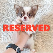 LITTLE DOG'S FARM : จองแล้วค่ะ ชิวาวาขนยาว ตัวเล็กๆ สีแฟนซีขาว-ชอคโกแลต น่ารักๆจ...