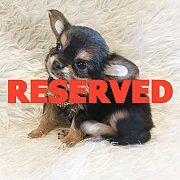 LITTLE DOG'S FARM : จองแล้วค่ะ สาวน้อยชิวาวาขนยาว สีแบล็คแอนด์แทน น่ารักๆจ้า