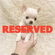 LITTLE DOG'S FARM : จองแล้วค่ะ ชิวาวาขนสั้น สีขาว หน้าสั้นสวย ทรงสวย น่ารักๆจ้า