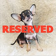 LITTLE DOG'S FARM : จองแล้วค่ะ สาวน้อยชิวาวาขนสั้น ตัวเล็กๆ สีแบล็คแอนด์แทน น่าร...