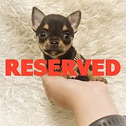 LITTLE DOG'S FARM : จองแล้วจ้า สาวน้อยชิวาวาขนสั้น ตัวจิ๋วๆ สีแบล็คแอนด์แทน น่าร...