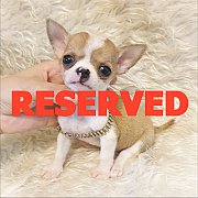 LITTLE DOG'S FARM : จองแล้วคะ หนุ่มน้อยชิวาวาขนสั้น ตัวจิ๋วๆ สีแฟนซีขาวน้ำตาล น่...