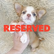 LITTLE DOG'S FARM : จองแล้ว หนุ่มน้อยชิวาวาขนยาว สีแฟนซีขาวน้ำตาล น่ารักๆจ้า