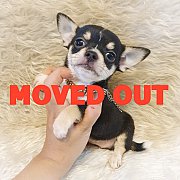 LITTLE DOG'S FARM : ย้ายบ้านแล้วคะ สาวน้อยชิวาวาขนสั้น สีแบล็คแอนด์แทน หน้าสวย น...
