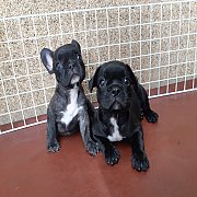 ลูกเฟร้นบลูด็อก ผู้-เมีย พร้อมย้ายบ้าน