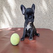 ลูกเฟร้นบลูด็อก ผู้-เมีย พร้อมย้ายบ้าน