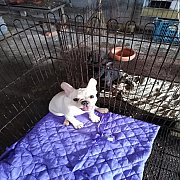 ผู้ขาวครีมวัคซินแล้วมารับเองลดได้ไม่มัดจำ