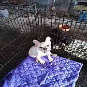 เซลเฟร้นบูลด๊อกเพศผู้1เพศเมีย1ตามตกลง