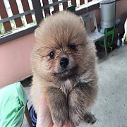 ปอมน่ารัก 