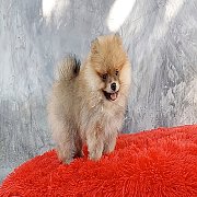 ปอมเมอเรเนียน ขนแน่นๆ เพศผู้ วัคซีนครบ