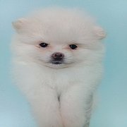 ปอม