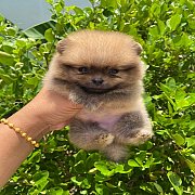 ปอมเมอเรเนียน ผู้-เมีย พร้อมย้ายบ้าน 