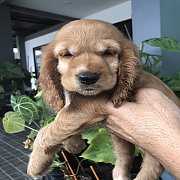 ENGLISH COCKER อิงลิช ค๊อกเกอร์ พร้อมย้ายบาย