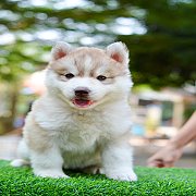 ลูกไซบีเรียน ฮัสกี้ โครงสร้างดี ขนนุ่มแน่น พร้อมย้ายบ้านจร้า