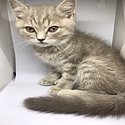 น้องแมว สก็อตติช โฟลด์ (หูตั้ง) เพศชาย สี Blue Tabby