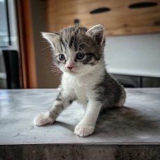 เด็กชายสก็อตติช โฟลด์ (หูตั้ง) สี Black Tabby White