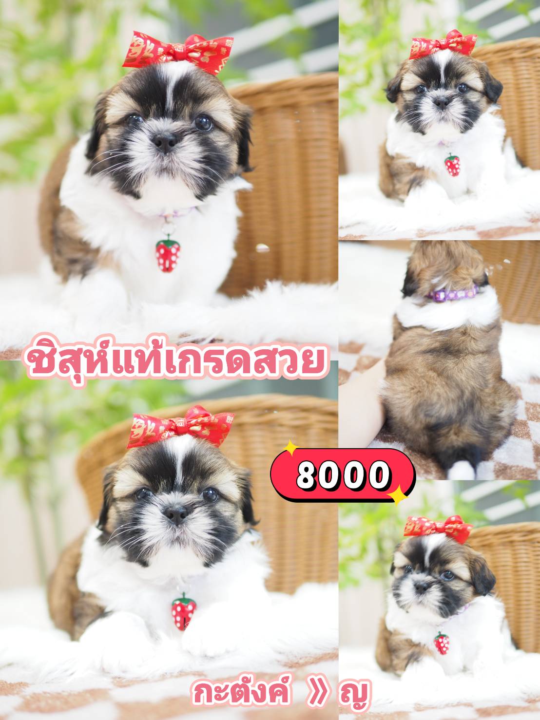 Kibzaa shihtzu
