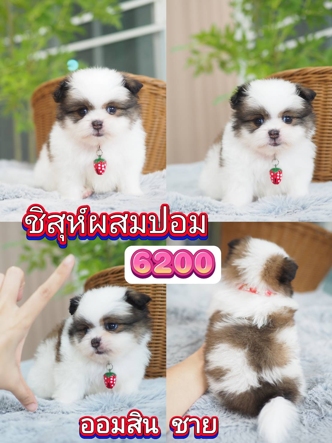 กิ๊ฟซ่า วัชรพล กทม.