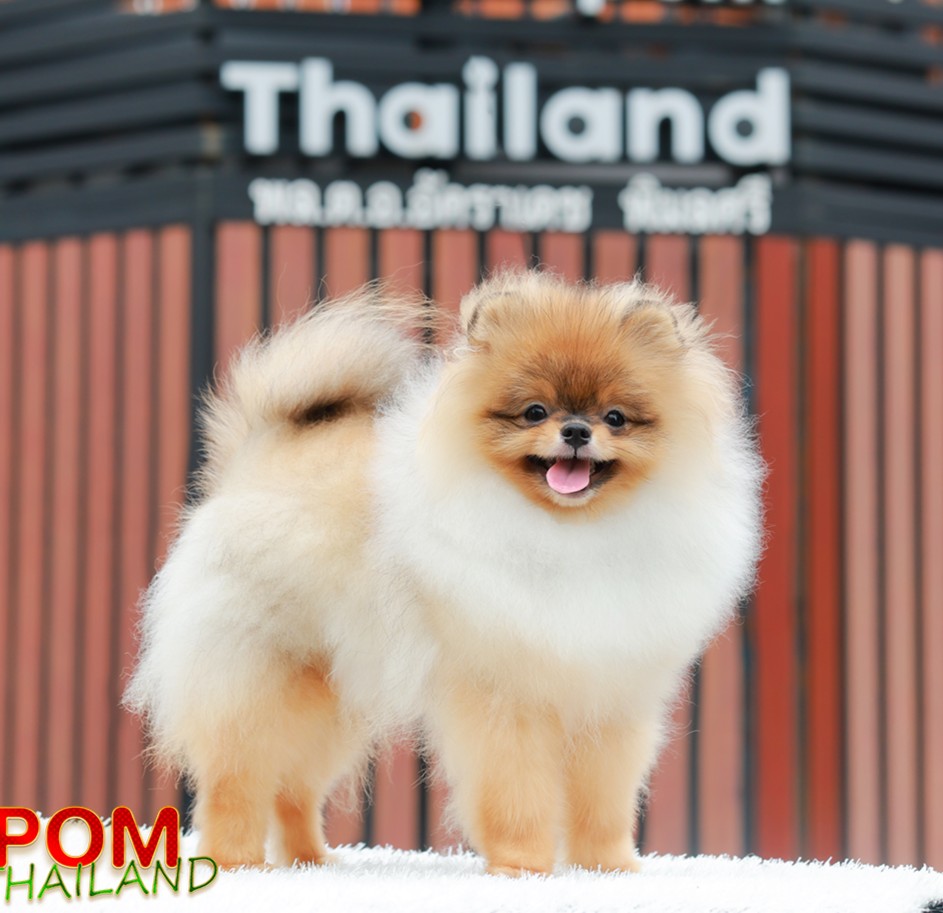 ปอมแท้ ปอมหน้าหมี HRM-68393 เพศชาย สีส้ม อายุ 2 เดือน ขนแน่น ขาใหญ่ กินเก่ง หน้า...