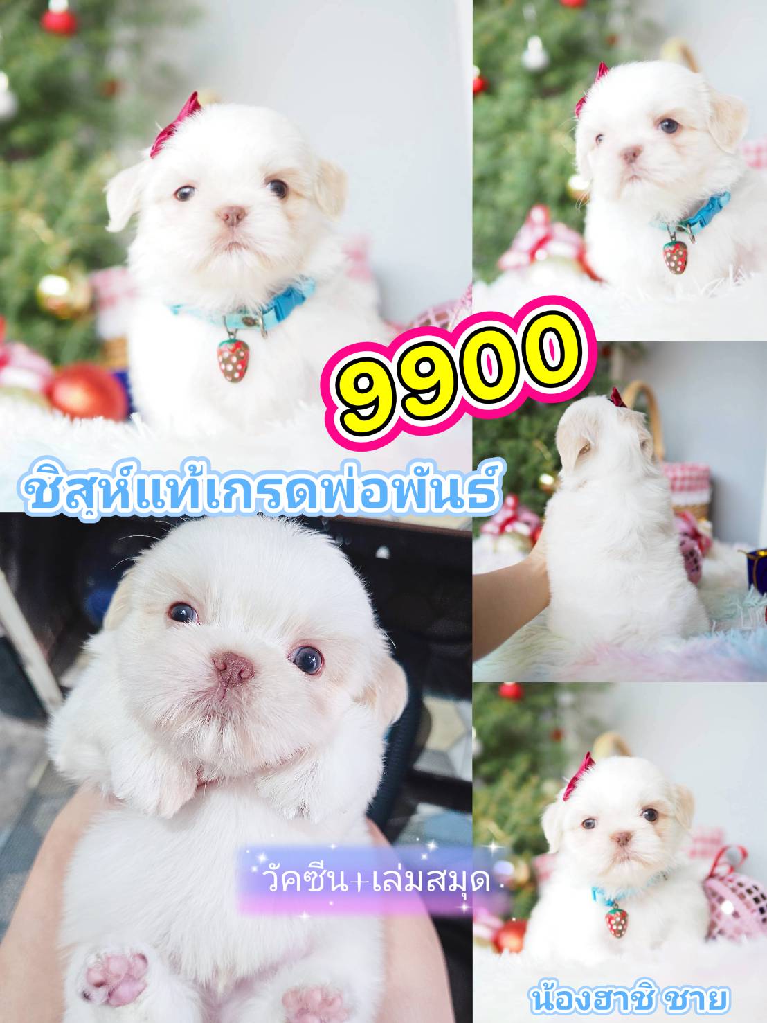 เกรดพ่อพันธ์