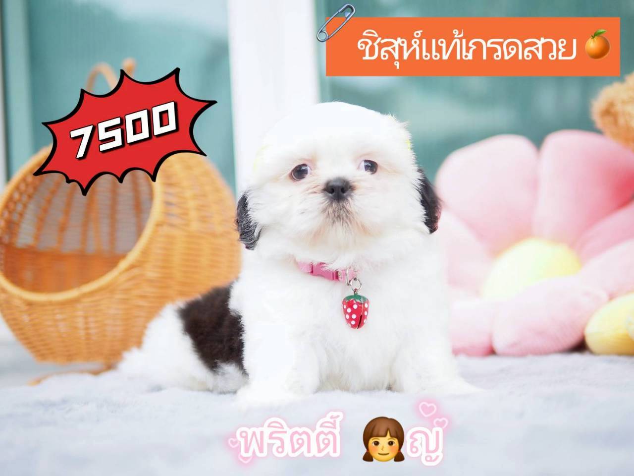 KIBZAA กิ๊ฟซ่า
