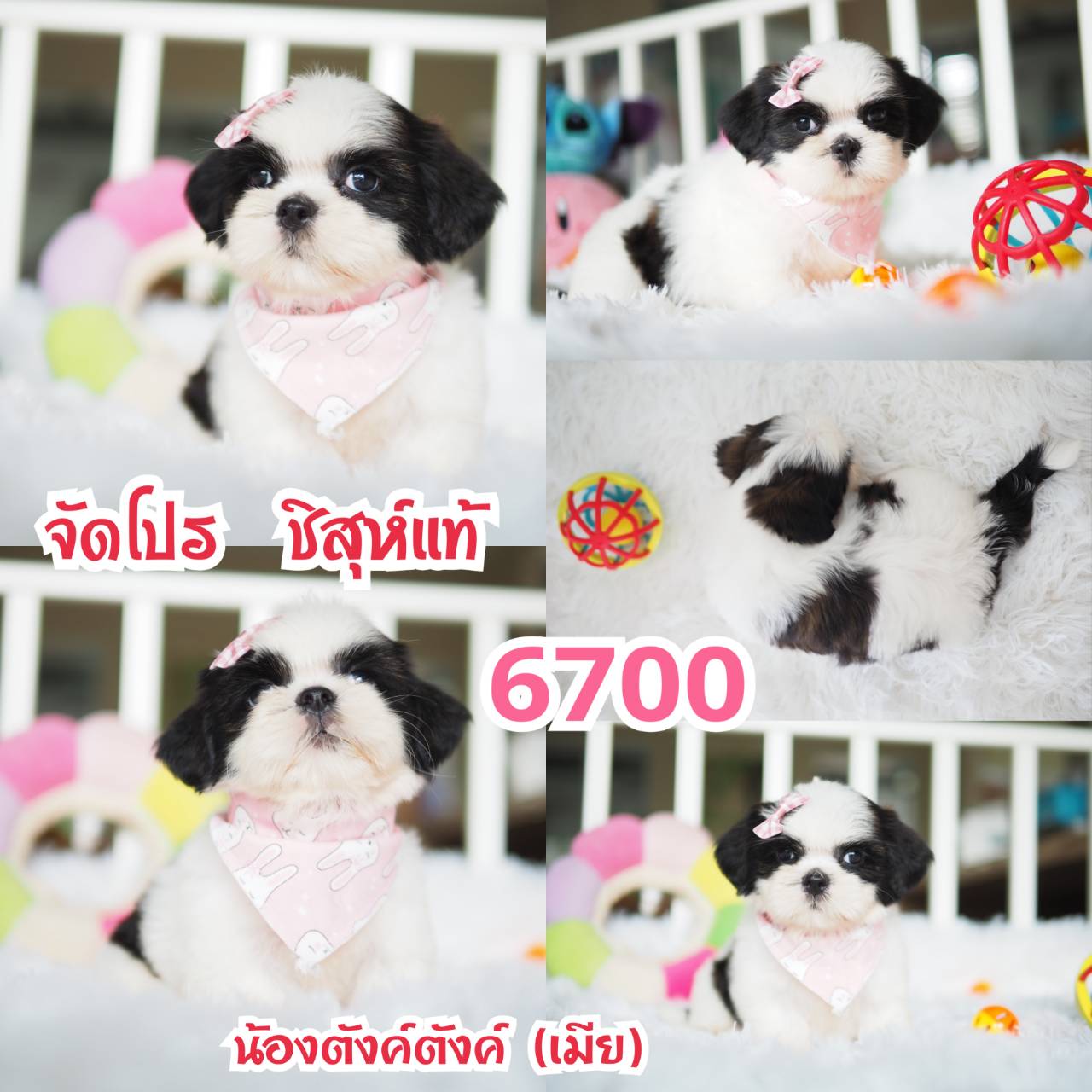 ชิสุ กิ๊ฟซ่า