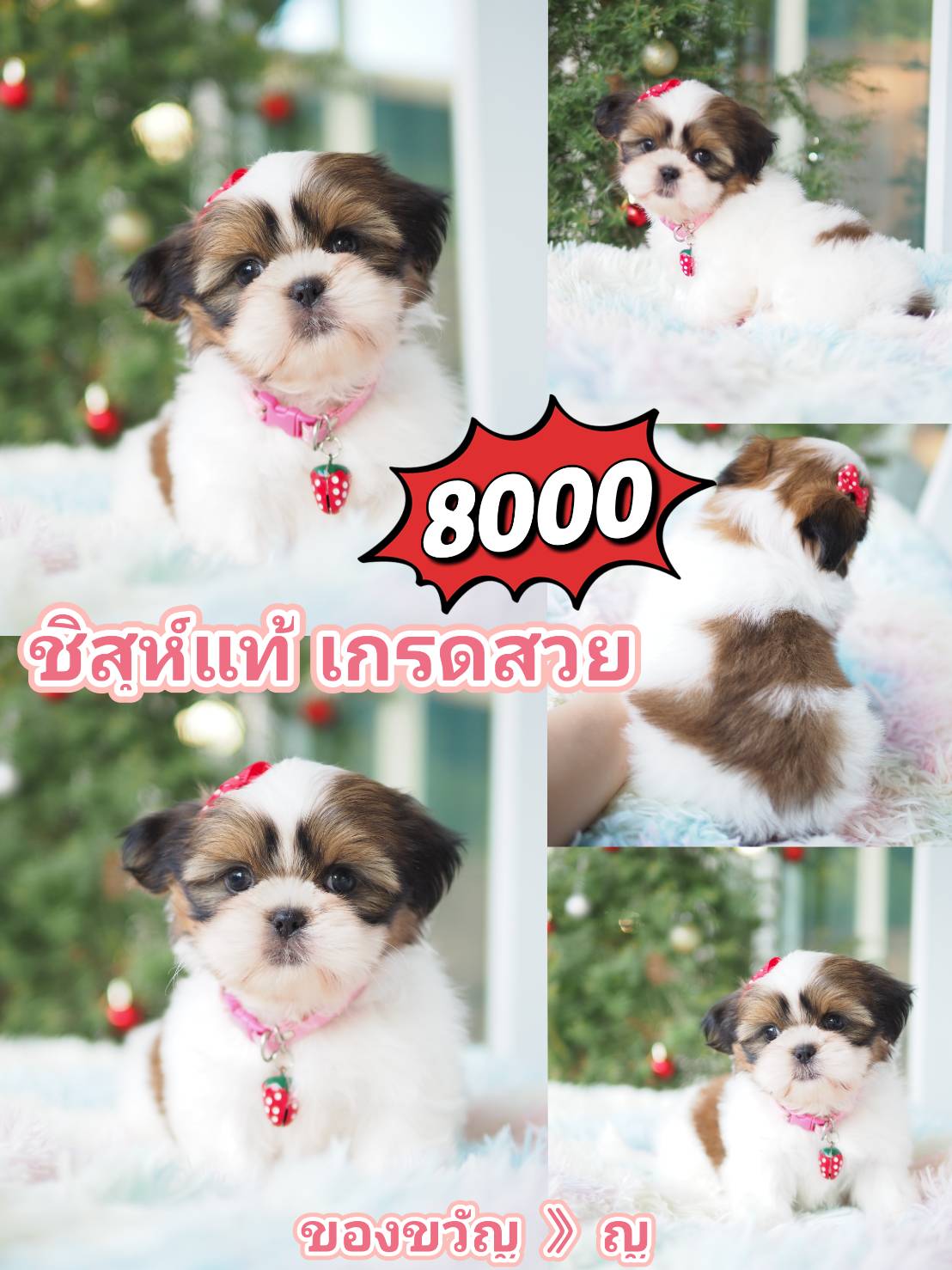 ชิสุ น่ารัก สวยๆ