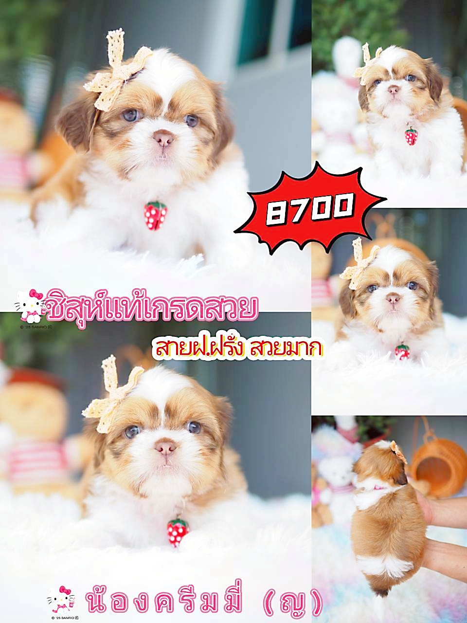 Kibzaa ชิสุห์ พร้อมส่วนลด