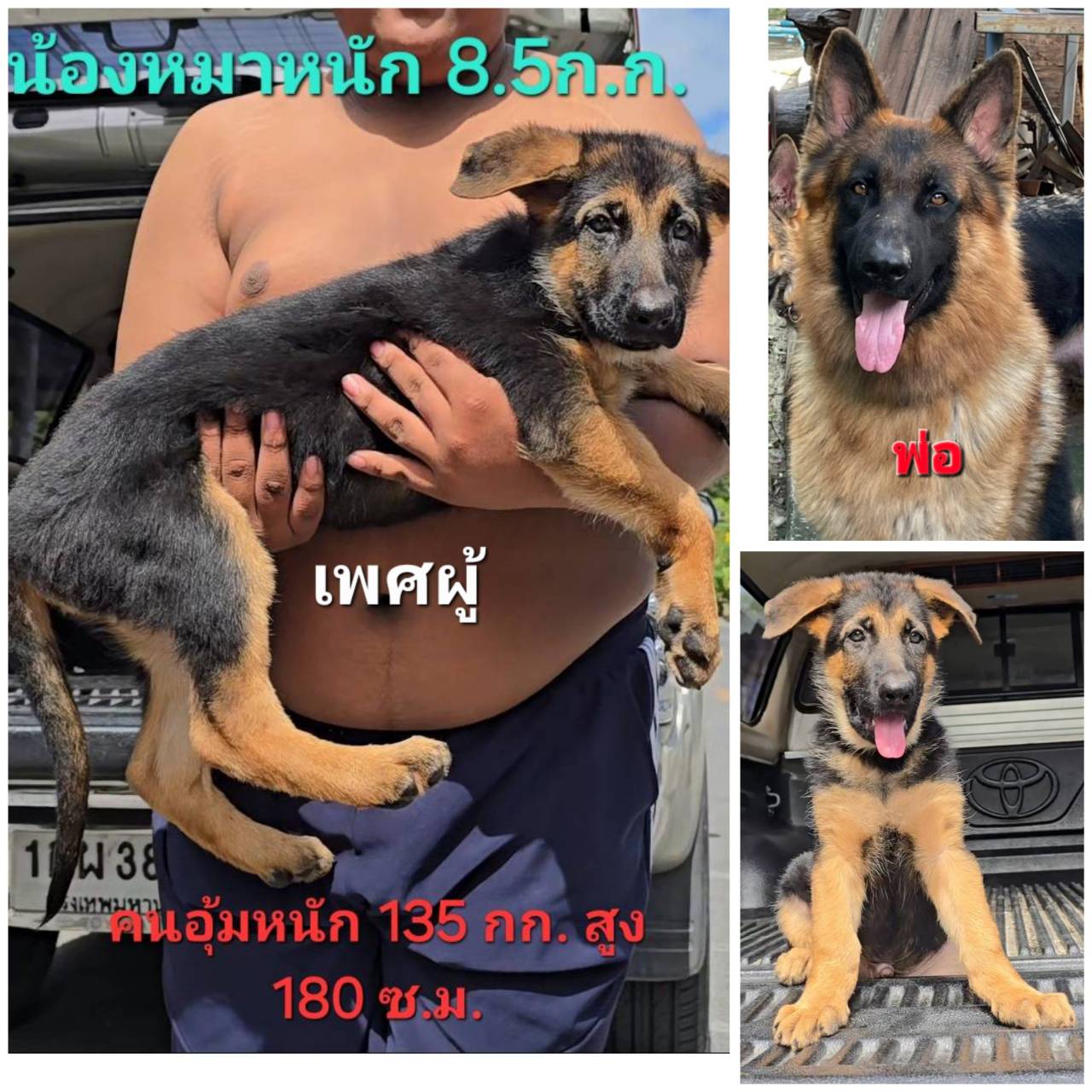 ลูกสุนัขเยอรมัน เชพเพิร์ด(อัลเซเชี่ยน)เพศผู้  สายพันธุ์แท้โครงสร้างใหญ่ๆ พ่อใหญ่...