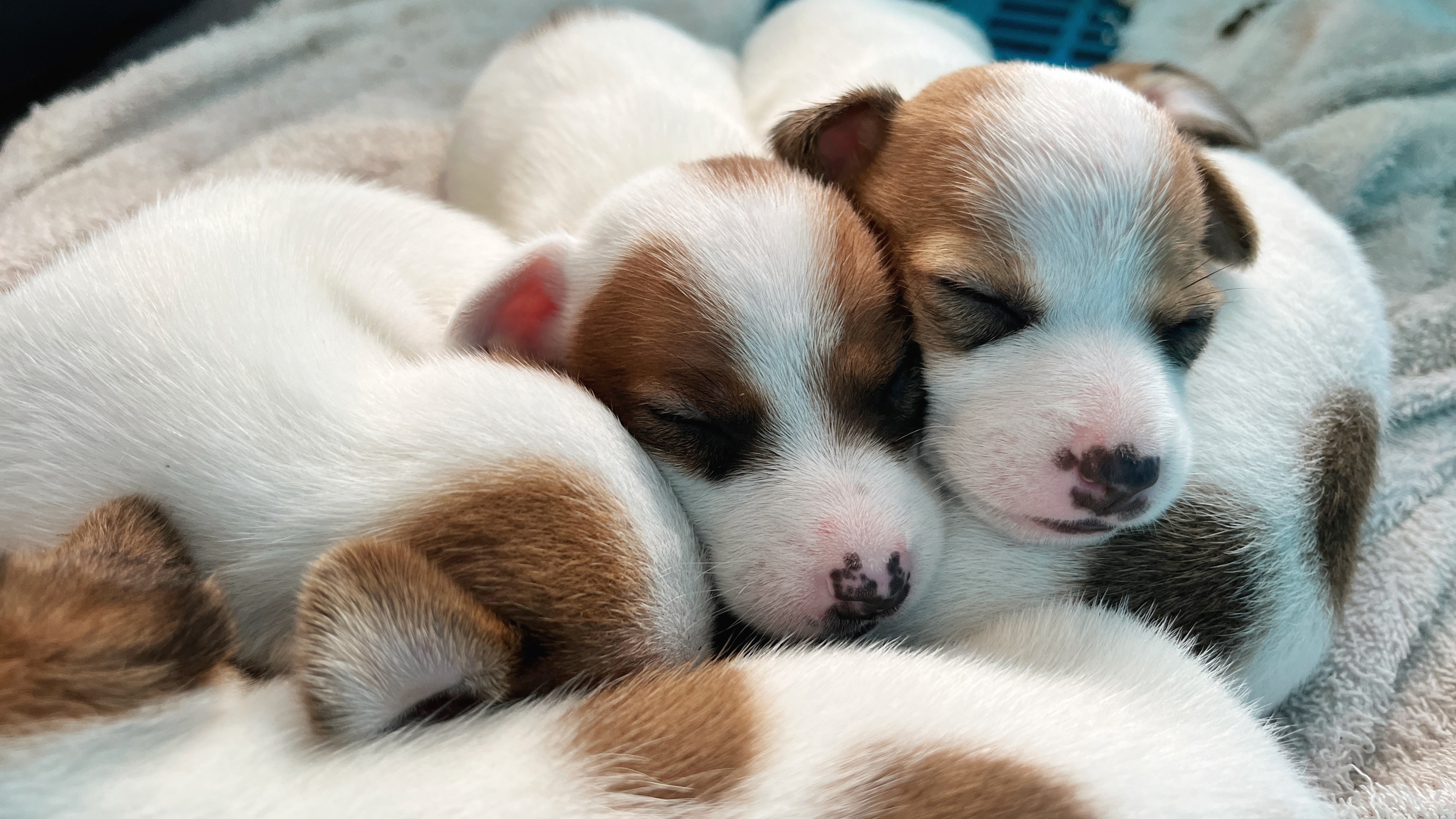 ลูก Jackrussell