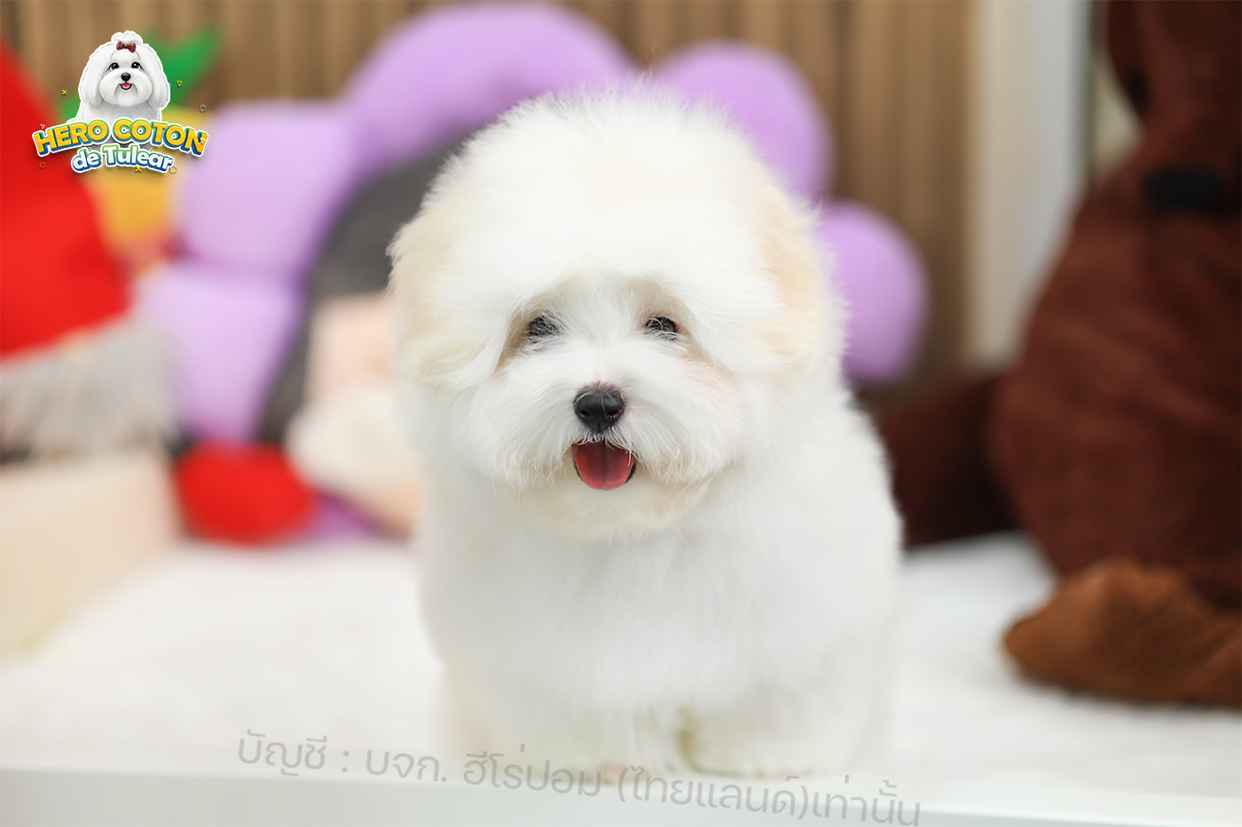 สุนัขนำเข้าเกาหลี import Korea หมาเกาหลีน่ารัก ฟาร์มหมาเกาหลี รหัสสุนัข CTF-6448...