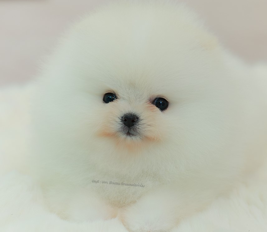 ปอมแท้ ปอมเมอเรเนียน HRF-68778 เพศหญิง สีขาว อายุ 2 เดือน หน้าตาน่ารัก ขาสั้น ขน...